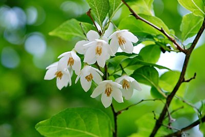Styrax japonica - sturač japonský - květenství (2)